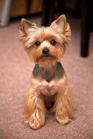 Yorkie Haircuts Pictures Coolest Yorkshire Terrier Haircuts Yorkie Puppy Terrier Puppies Yorkie Terrier