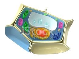 Check spelling or type a new query. Pflanzenzelle Stockfotos Freeimages Com