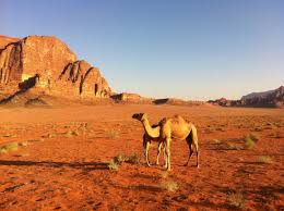 These include mountains, as well as plains areas and areas that are arid and dry. Free Images Landscape Wilderness Desert Savanna Plain Dromedary Jordan Grassland Plateau Ecosystem Sahara Wadi Steppe Erg Natural Environment Geographical Feature Aeolian Landform Camel Like Mammal Arabian Camel 2592x1936 517319