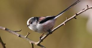 British Birds With Yellow Feathers Pin On Feathered Friends