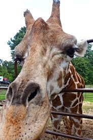 Pin By Megan Gupton On So Cute Giraffe Animals Safari