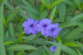 Image result for Ruellia brevifolia