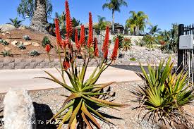 Image result for Aloe tauri