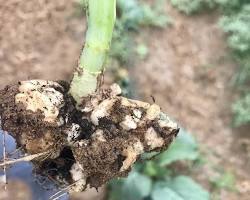 Immagine di Plasmodiophora brassicae ernia del cavolo