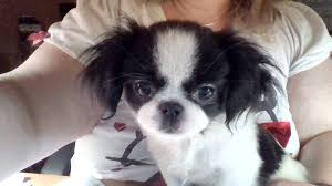 Baloo Japanese Chin 16 Weeks My New Baby Japanese Chin Puppies Dog Lovers