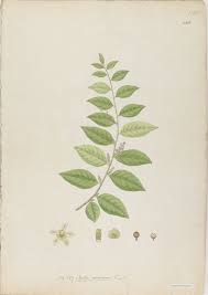 Image result for Opilia amentacea