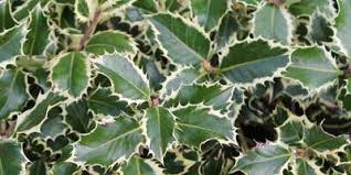 This royal duet ring is an exclusive design of ernest jones. Holly Hedging Guide A Guide To Holly Ilex Hedge Plants