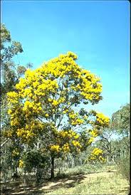 Image result for Acacia decurrens