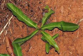 Image result for Alepidea