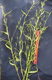 Image result for Hackelochloa granularis