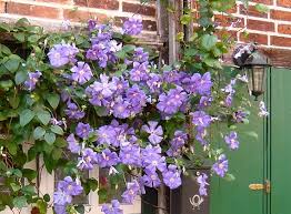 Huldine is considered the best repeat blooming white. Clematis Viticella Hybrids Information On Species Pruning Planting Location And Trellises