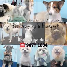 Catsmart is the only specialised cat supply pet store in singapore where you can buy various we not only provide the utmost care for your cats, we provide the largest range of cat supplies as very happy with service at catsmart. Dog Grooming Services With Transport In Singapore Certified