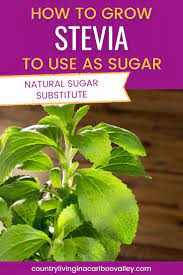 How To Grow And Use Stevia Natural Sugar Substitute In 2021 Growing Stevia Growing Herbs Stevia