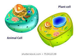 This is tour of animal cell by paul eyler on vimeo, the home for high quality videos and the people who love them. Animal And Plant Cells Generation Genius Quiz Quizizz