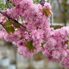 Image result for Prunus