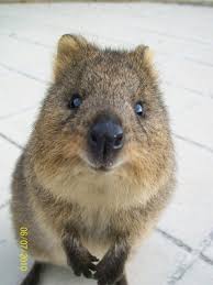 Ces espèces vivent et dorment dans les arbres mais toutes ne bénéficient pas d'espaces protégés. Pin On Les Rongeurs Du Monde Entier 3