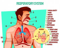 We did not find results for: Respiratory System Images Free Vectors Stock Photos Psd
