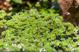 Image result for Azolla