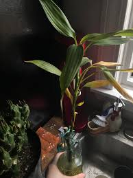 In chinese lore, lucky bamboo symbolizes good fortune, and feng shui practitioners use it to attract positive energy. Lucky Bamboo Dracaena Is Starting To Yellow How Do I Save It Plantclinic