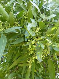 Image result for Searsia leptodictya