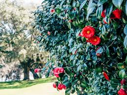 Camellias Are The Ultimate Winter Surprise Flowering Vines Plants Southern Garden