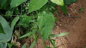 Image result for Urochloa deflexa