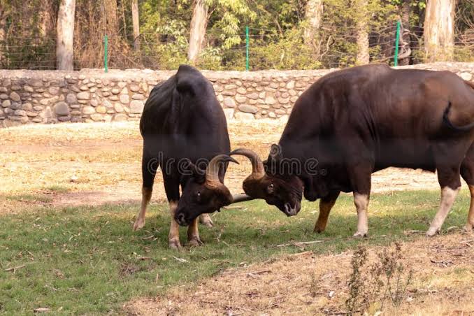 Close-up of Fighting Large Male Gaur Indian Bison in the Grassland of Chhatbir Zoo Stock Image - Image of khiow, bull: 157479921