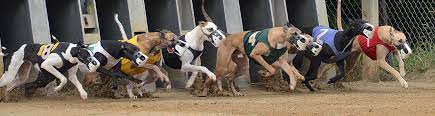 Check spelling or type a new query. Learn How To Wager Greyhound Racing Wheeling Island Racetrack Wheeling Wv