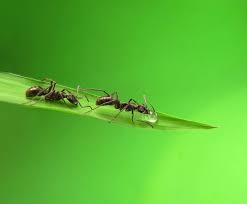 My yard is infested with ants there are that was in some of them and they're coming into my house now by the hundreds? How To Get Rid Of Ants In Your Lawn Yard Naturally