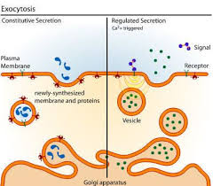 Transport Across Cell Membrane Cell Biology Cell Membrane Biology Classroom