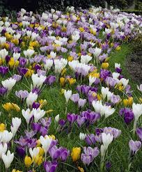Image result for crocus flower pic