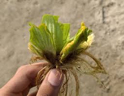 Image result for Pistia