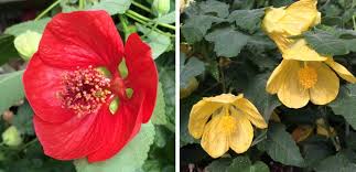 Image result for Abutilon lauraster