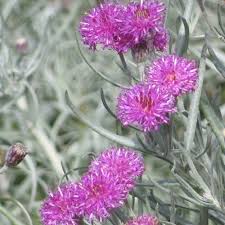 Image result for Vernonia jelfiae