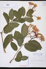 Image result for Combretum sp. A