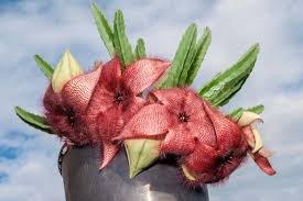 Image result for Stapelia