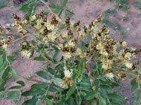 Image result for Julbernardia