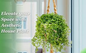 Image result for Pilea bambuseti