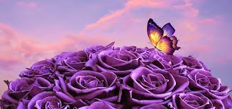 Rose Color Guide Meaning Color Of Roses Updated
