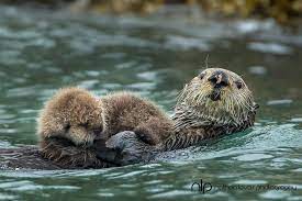 Pin On Sea Otters Are So Cute