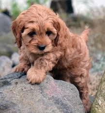 Aneah cava poo female $1200 beautiful soft fluffy coat. Adorable Cavapoos For Sale F1b Cavapoo Poodle Poo Doodle Kingcharlescavalier Cavalier Puppy Puppies P Cavapoo Puppies Cavoodle Puppies Poodle Puppy