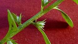 Image result for Anagallis kochii