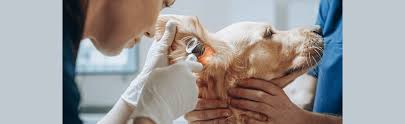 Image result for scabies dog ear