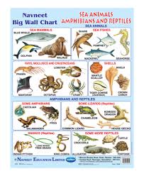 Check spelling or type a new query. Buy Navneet Sea Animals Amphibians Reptiles Big Wall Chart Online In India Kheliya Toys