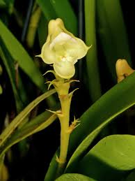 Image result for Polystachya galeata