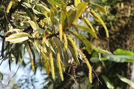 Image result for Diaphananthe odoratissima