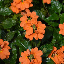 Image result for Crossandra