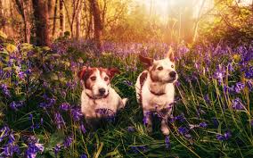 Check spelling or type a new query. Wallpaper Two Dogs Flowers Nature Sun Rays 1920x1200 Hd Picture Image