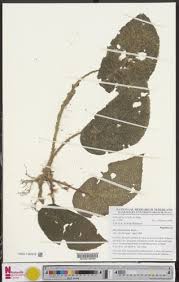 Image result for Begonia lacunosa