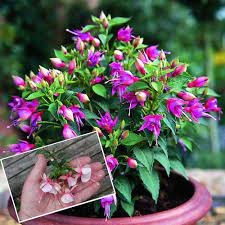 Fuchsia Google Search Fuchsia Plant Plants Plants Online